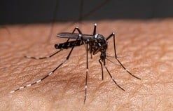 En lo que va de la temporada, ya son 4 los fallecidos por dengue en la provincia de Santa Fe